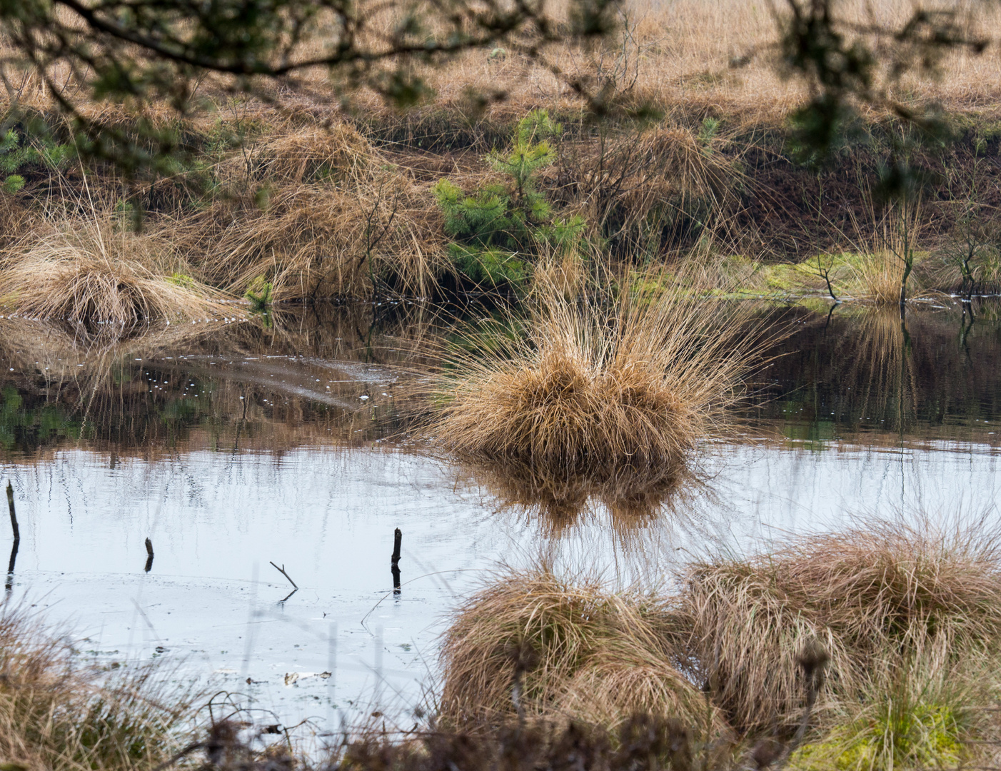 Das Quelkhorner Moor (Niedersachsen) im Winter