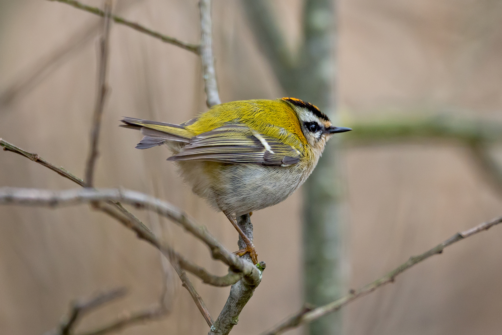 Das quirlige Sommergoldhähnchen im Februar