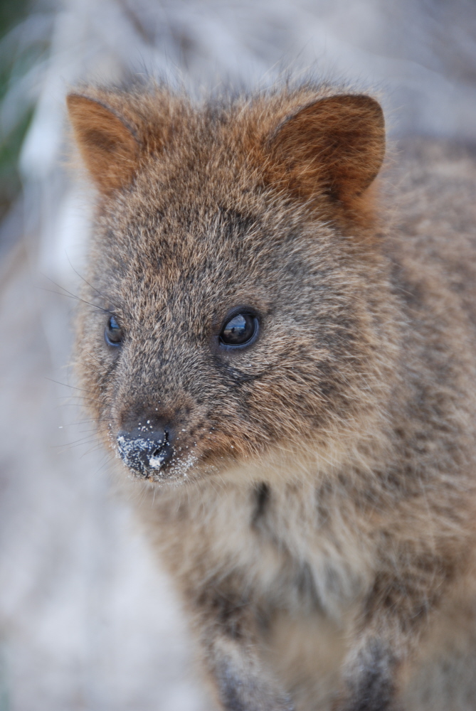 Das Quokka auf Rottnest Island, Western Australia