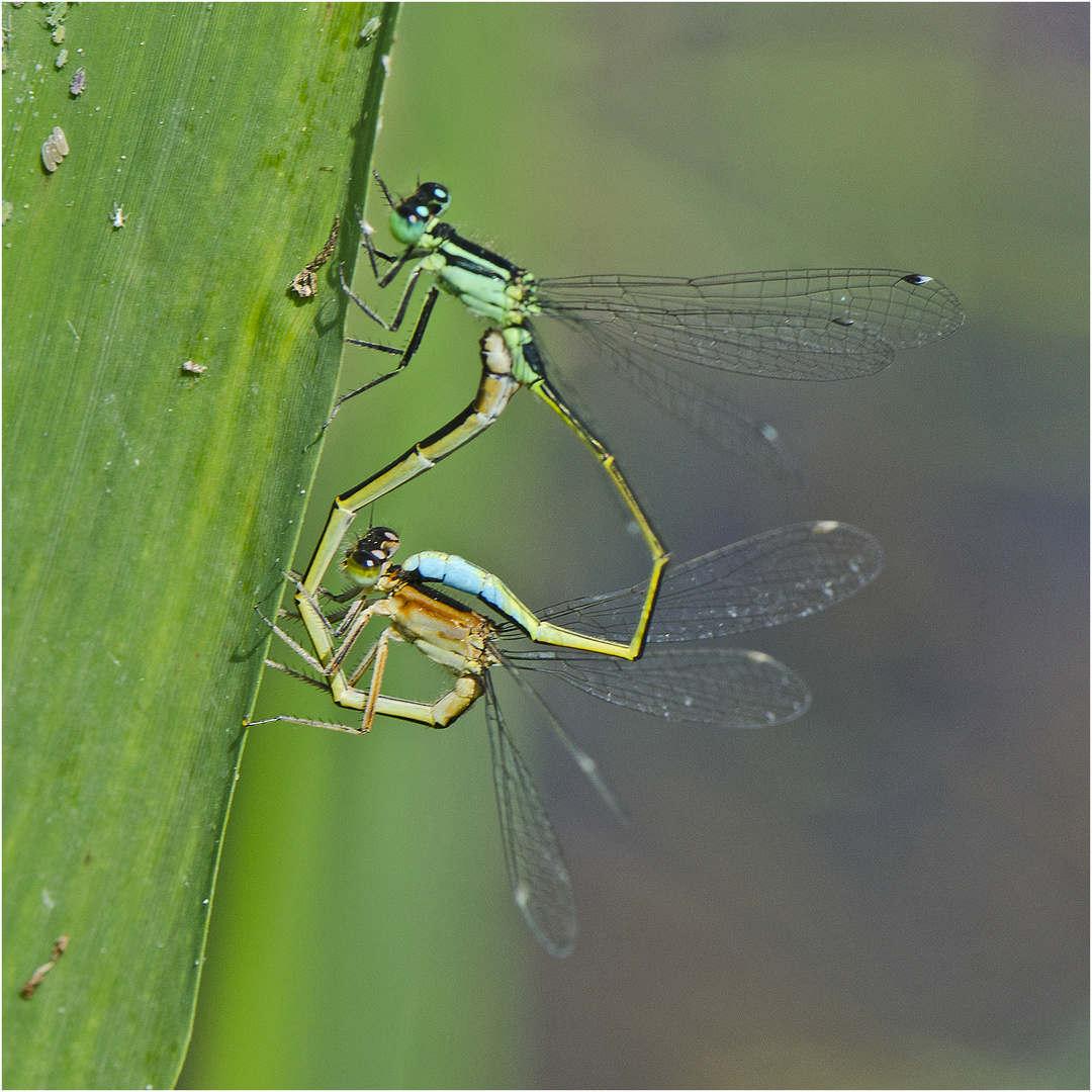 Das Rad der Großen Pechlibelle (Ischnura elegans) . . .