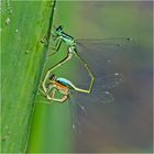 Das Rad der Großen Pechlibelle (Ischnura elegans) . . .