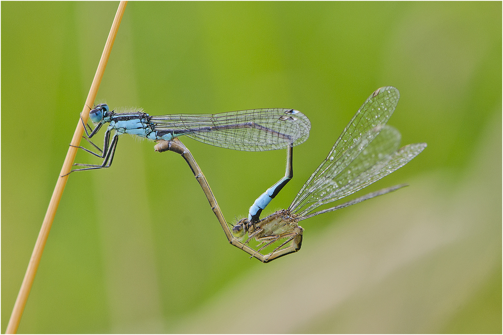 Das Rad der Großen Pechlibelle (Ischnura elegans) . . .