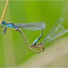 Das Rad der Großen Pechlibelle (Ischnura elegans) . . .