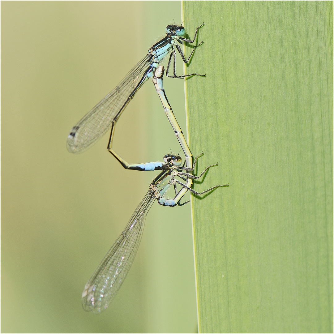 Das Rad der Großen Pechlibellen (Ischnura elegans) . . .