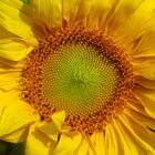 das Rad der Sonnenblume