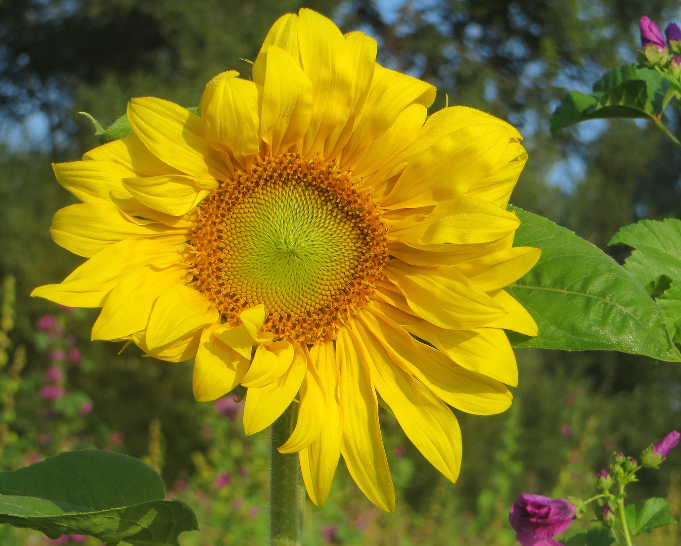 das Rad der Sonnenblume