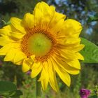 das Rad der Sonnenblume