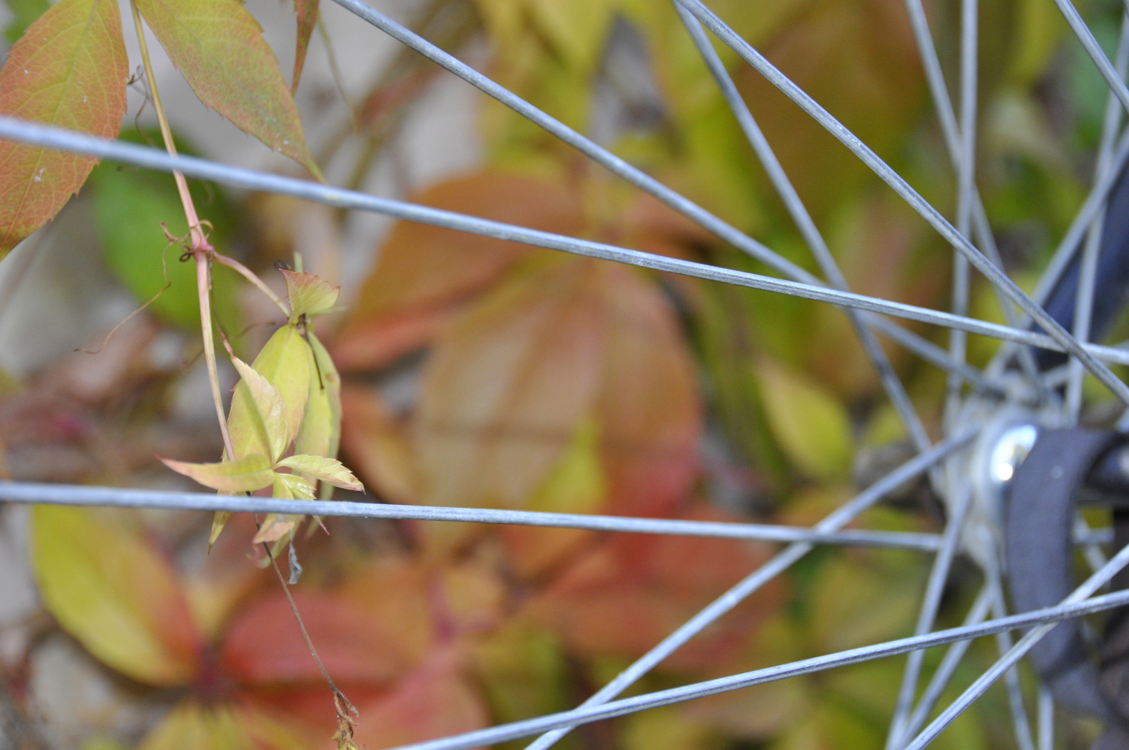 Das Rad der Zeit - Herbst