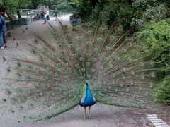 Das Rad des blauen Pfaus