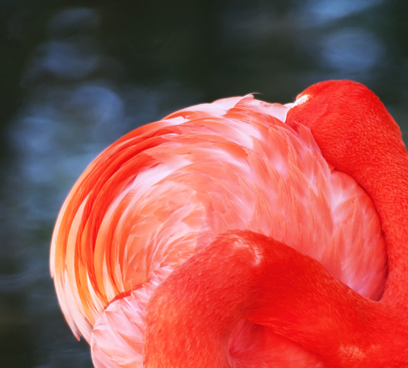 Das Rad des Flamingos