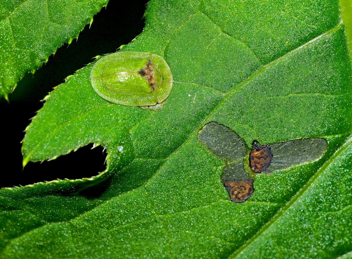 Das Rätsel auf dem Blatt einer Distel hat sich gelöst ...  (2. Teil)