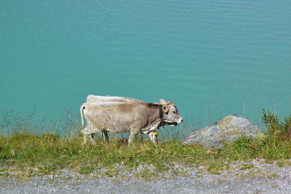 Das Rätsel scheint gelöst!