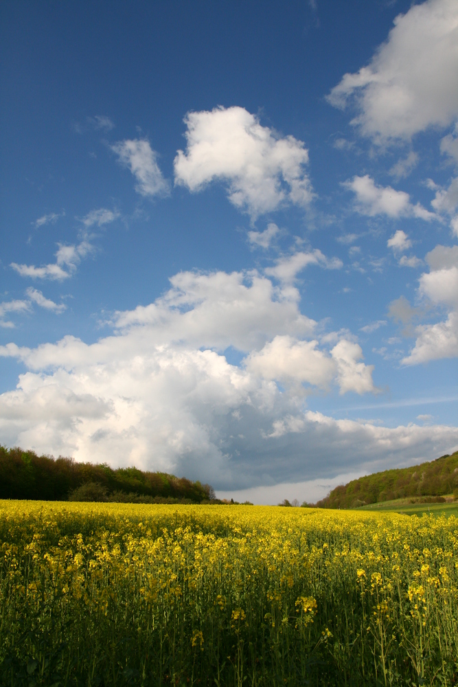 Das Rapsfeld