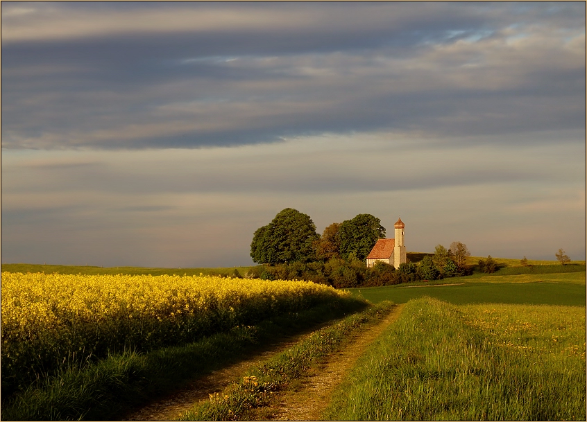 das Rapsfeld..