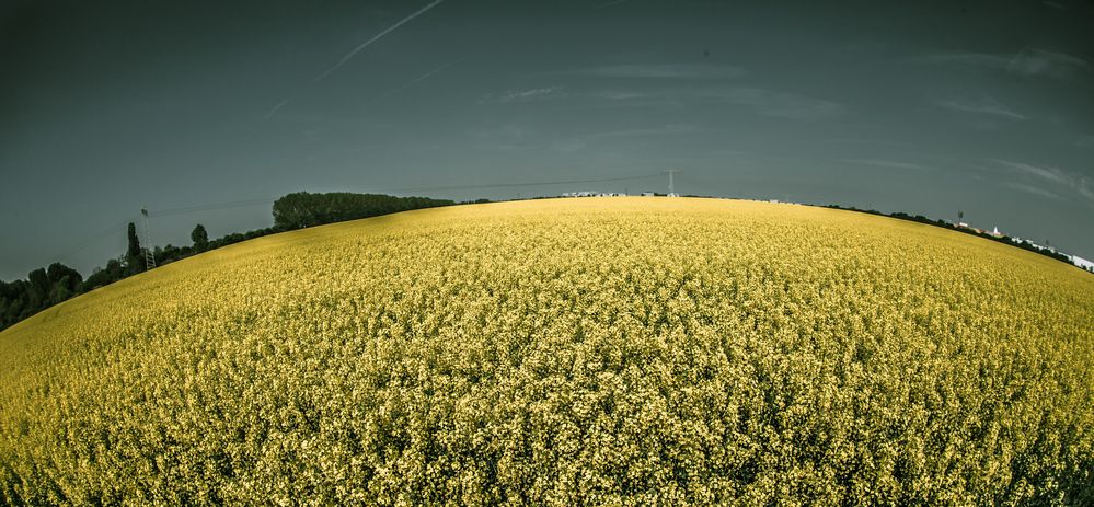 Das Rapsfeld von Bexo 