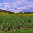 das Rapsfeld am See