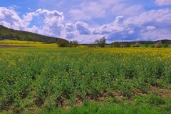 das Rapsfeld am See