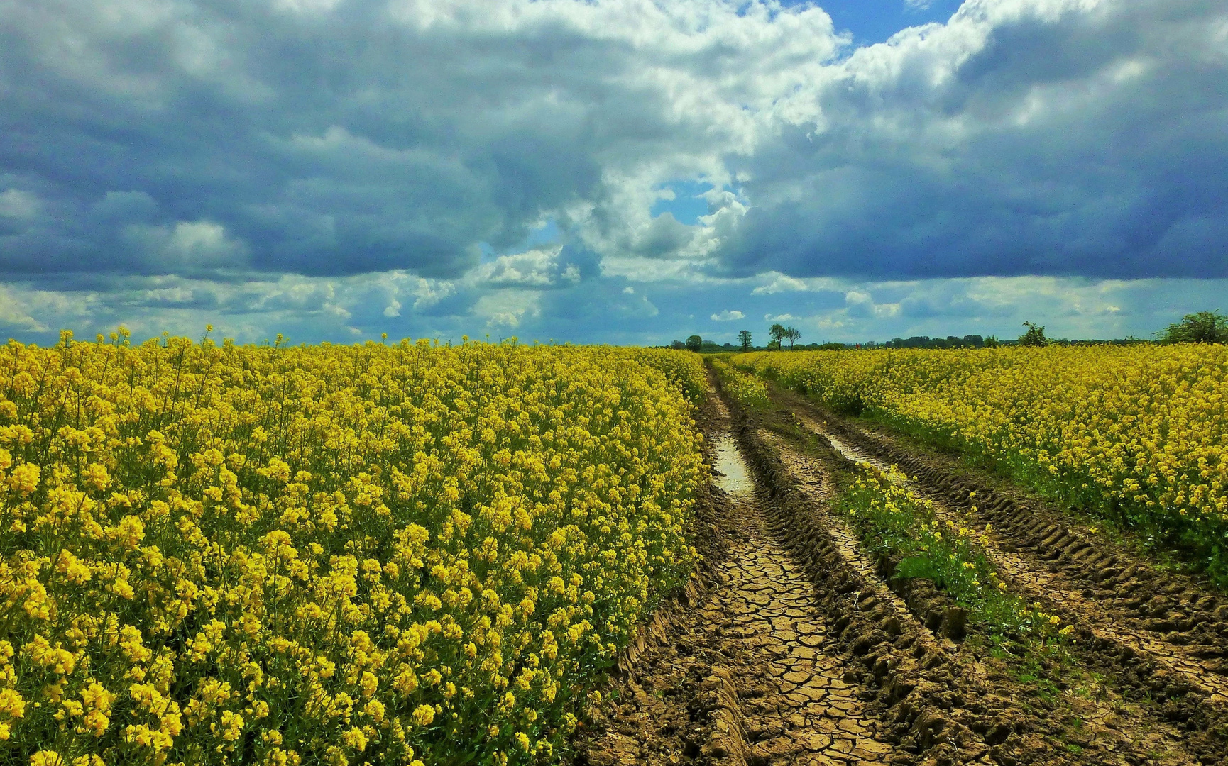 das Rapsfeld bei Kirchweyhe 