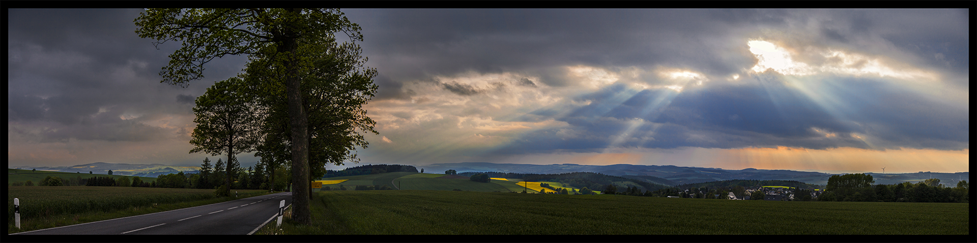 Das Rapsfeld im Sonnenschein