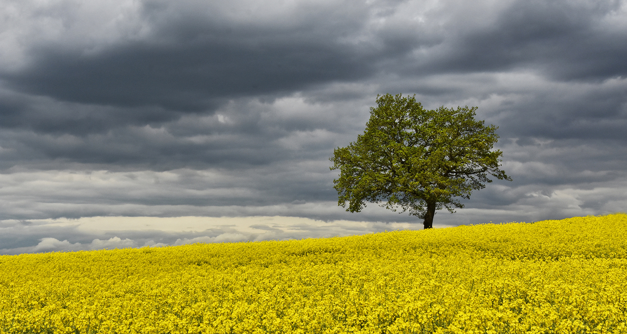 Das Rapsfeld und die Regenwolken....