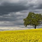 Das Rapsfeld und die Regenwolken....