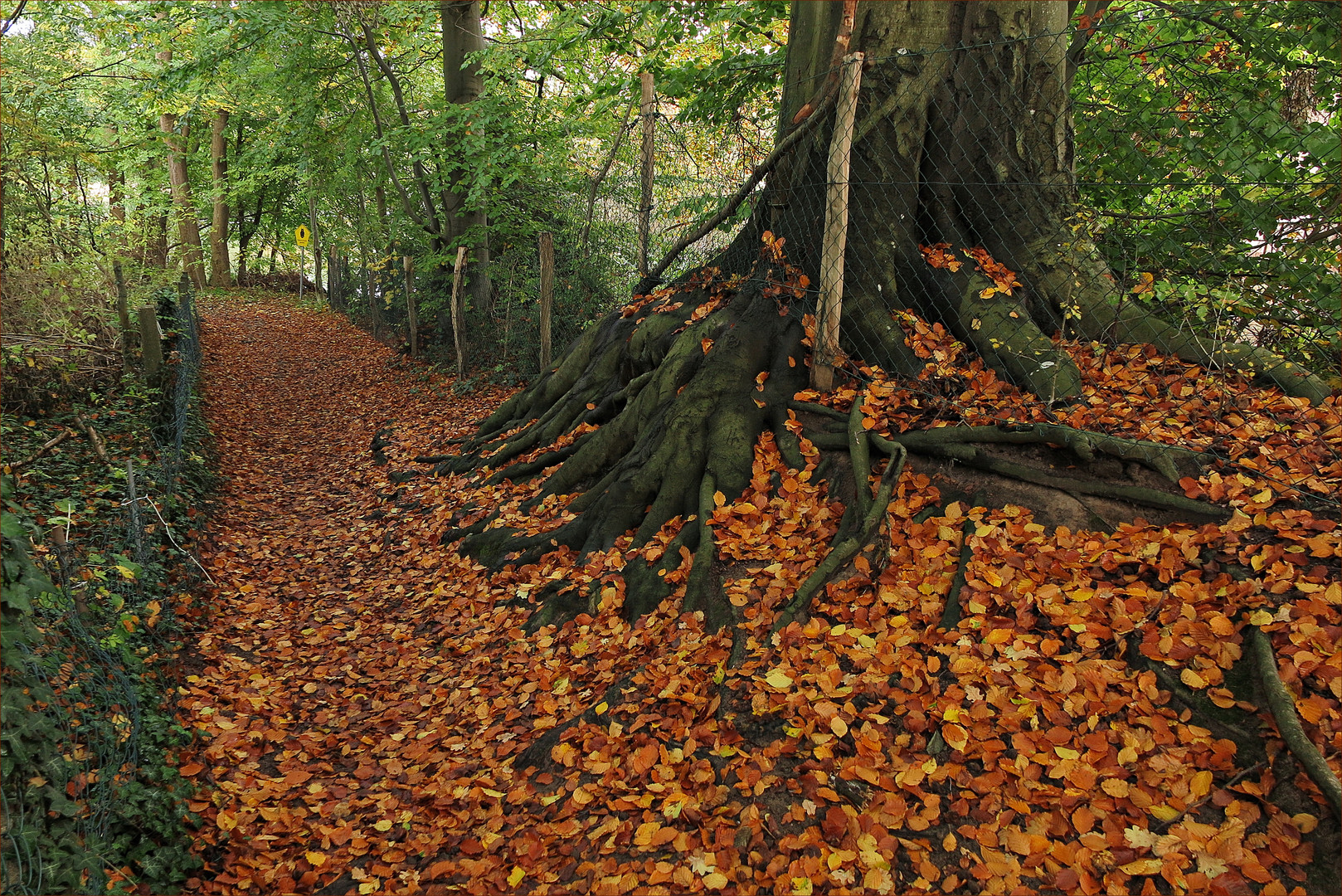 Das Rascheln der vielen Blätter beim Spaziergang im Herbst ist einfach schön...