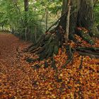 Das Rascheln der vielen Blätter beim Spaziergang im Herbst ist einfach schön...