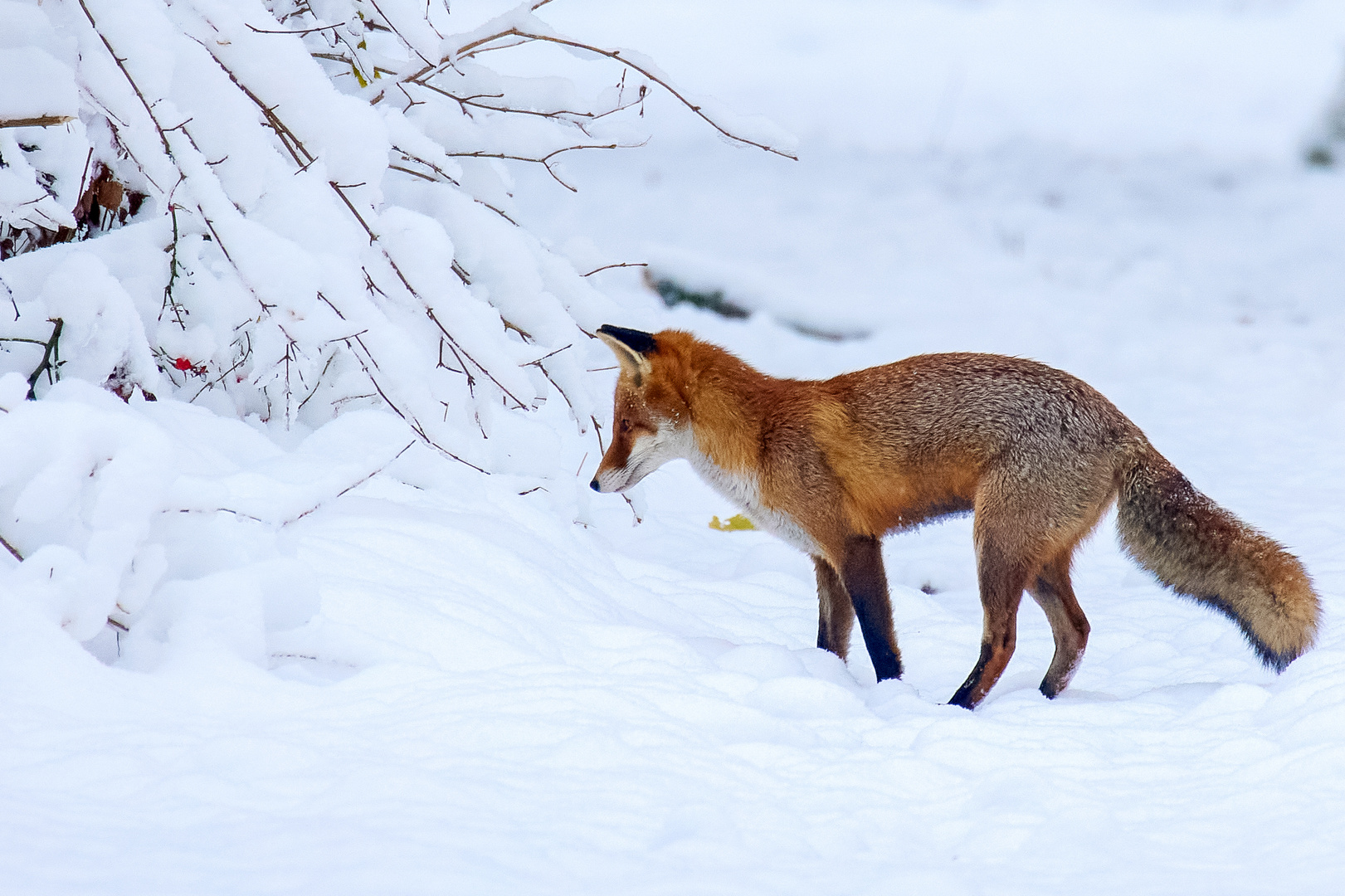 das Rascheln unterm Schnee