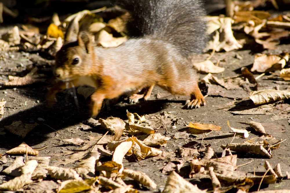 Das rasende Eichhörnchen