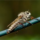 Das Raubfliegen Monster im Garten