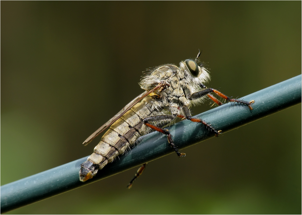 Das Raubfliegen Monster im Garten