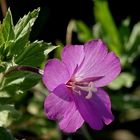 das "Rauhaarige Weidenröschen" (Epilobium hirsutum) ...