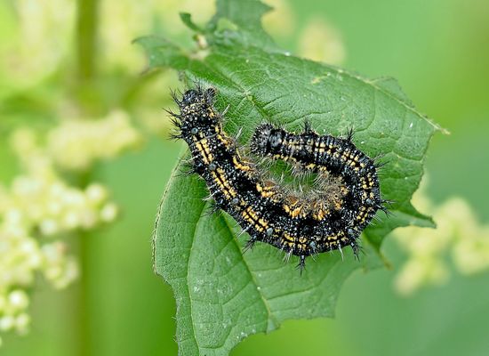 Das Raupendasein: Fressen, fressen, fressen ...