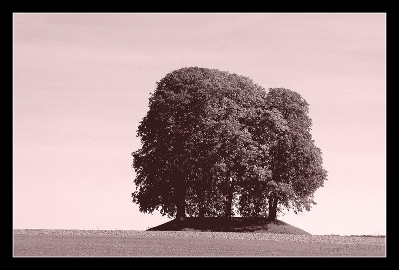 Das Rauschen der Bäume