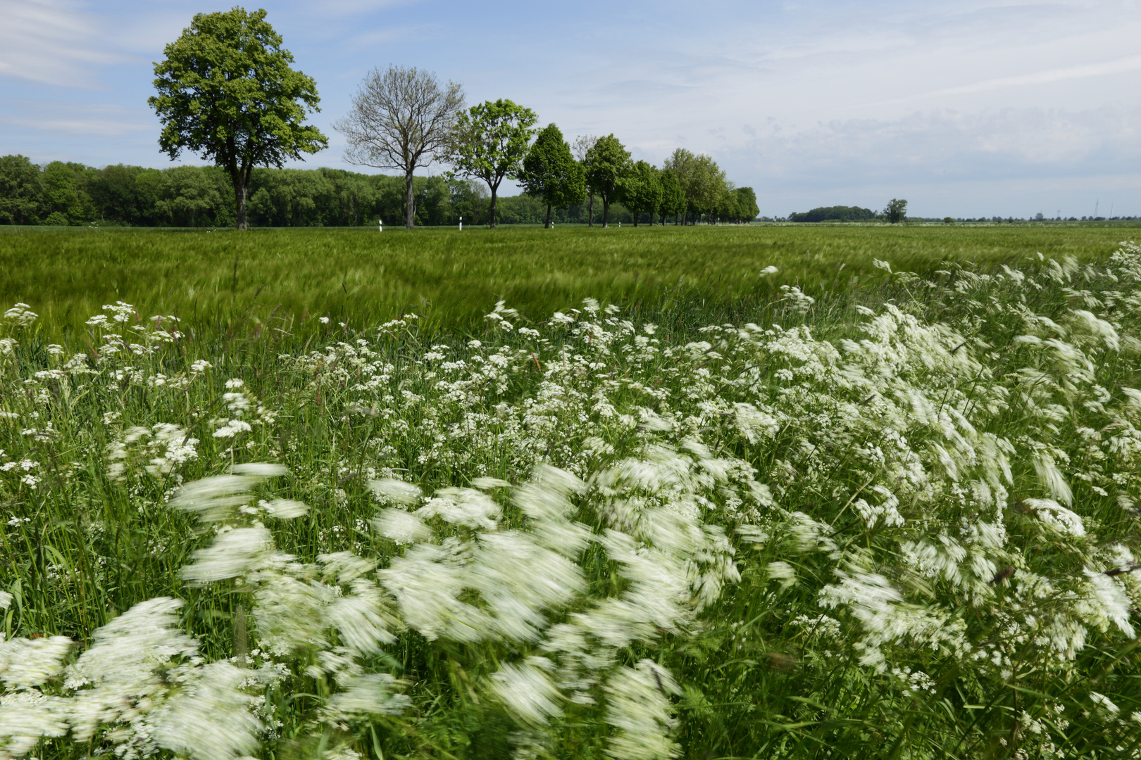 Das Rauschen der Felder