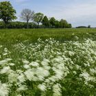 Das Rauschen der Felder