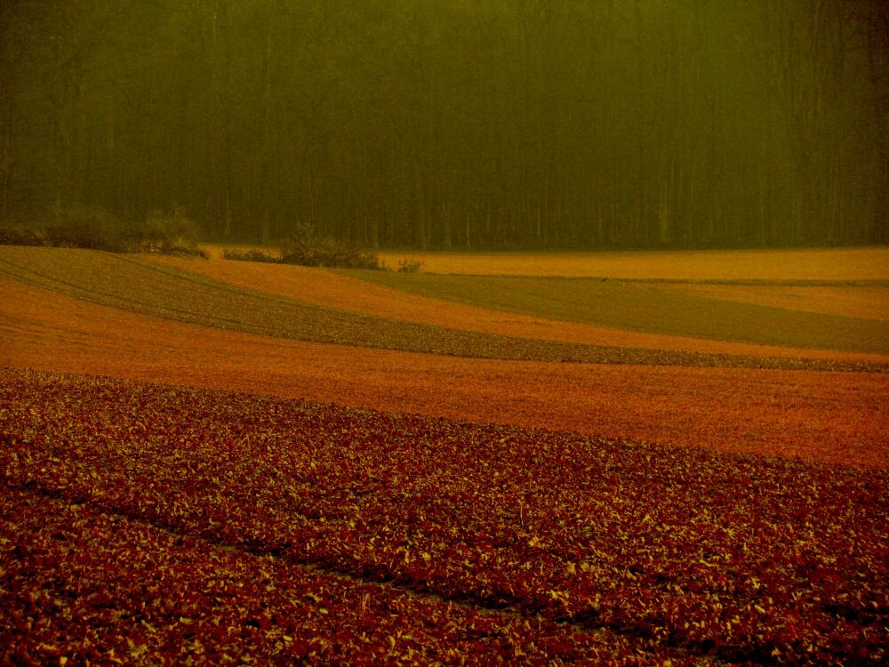 das Rauschen kommt vom Wald