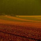 das Rauschen kommt vom Wald