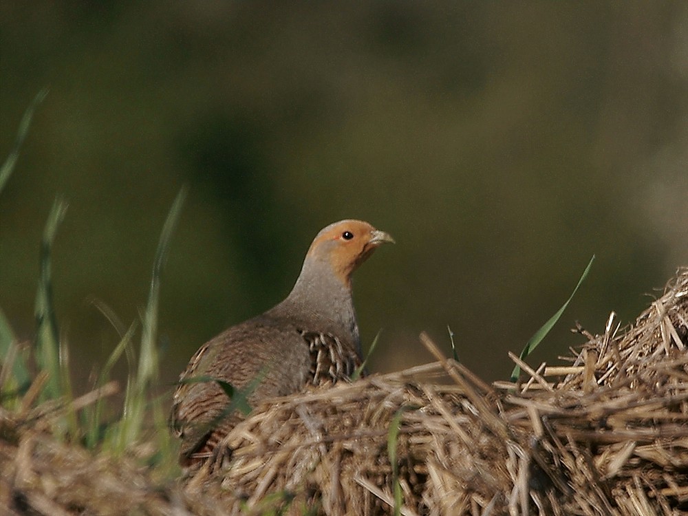 Das (Reb)huhn auf dem Mistberg...