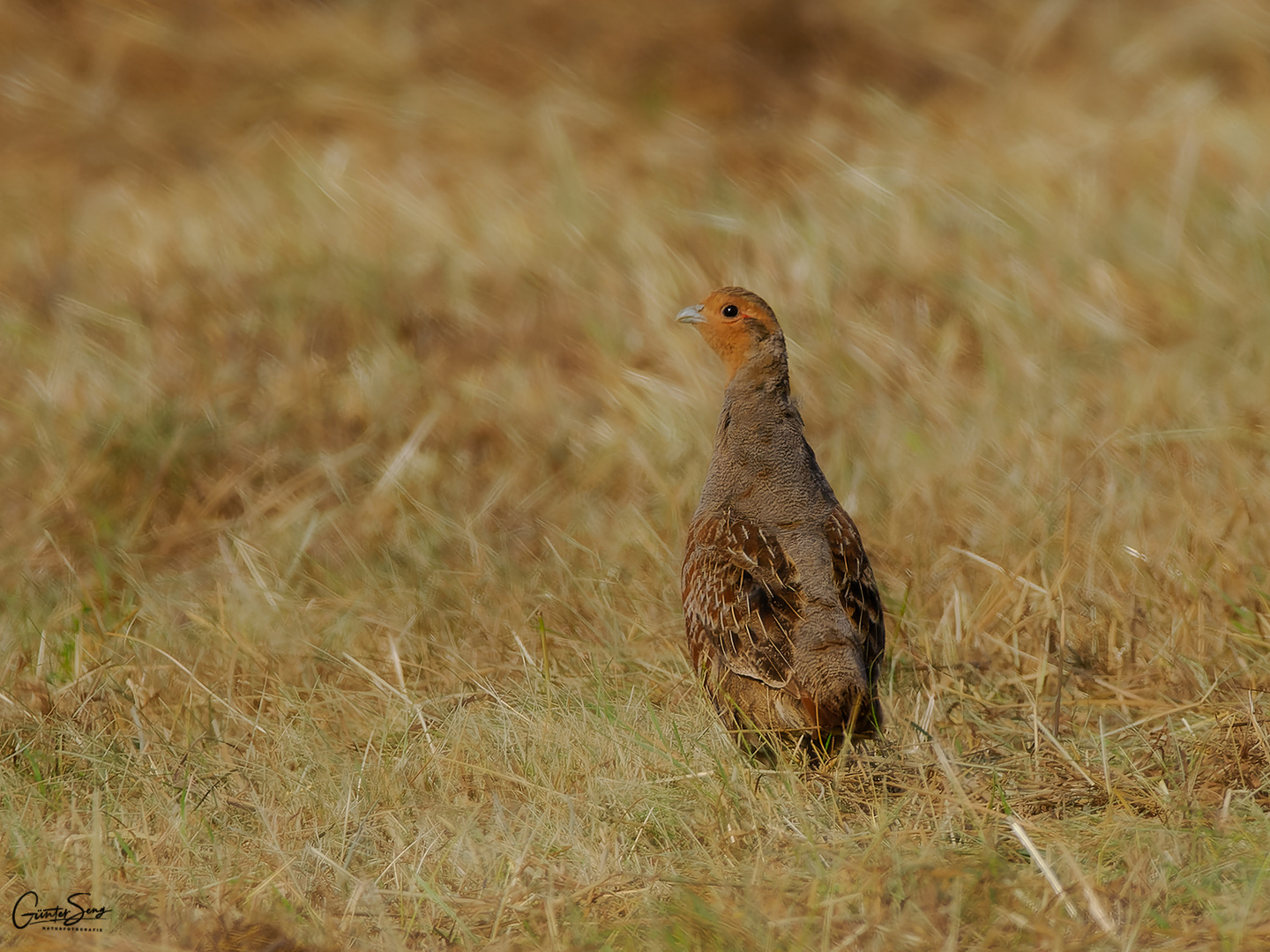 Das Rebhuhn (Perdix perdix)