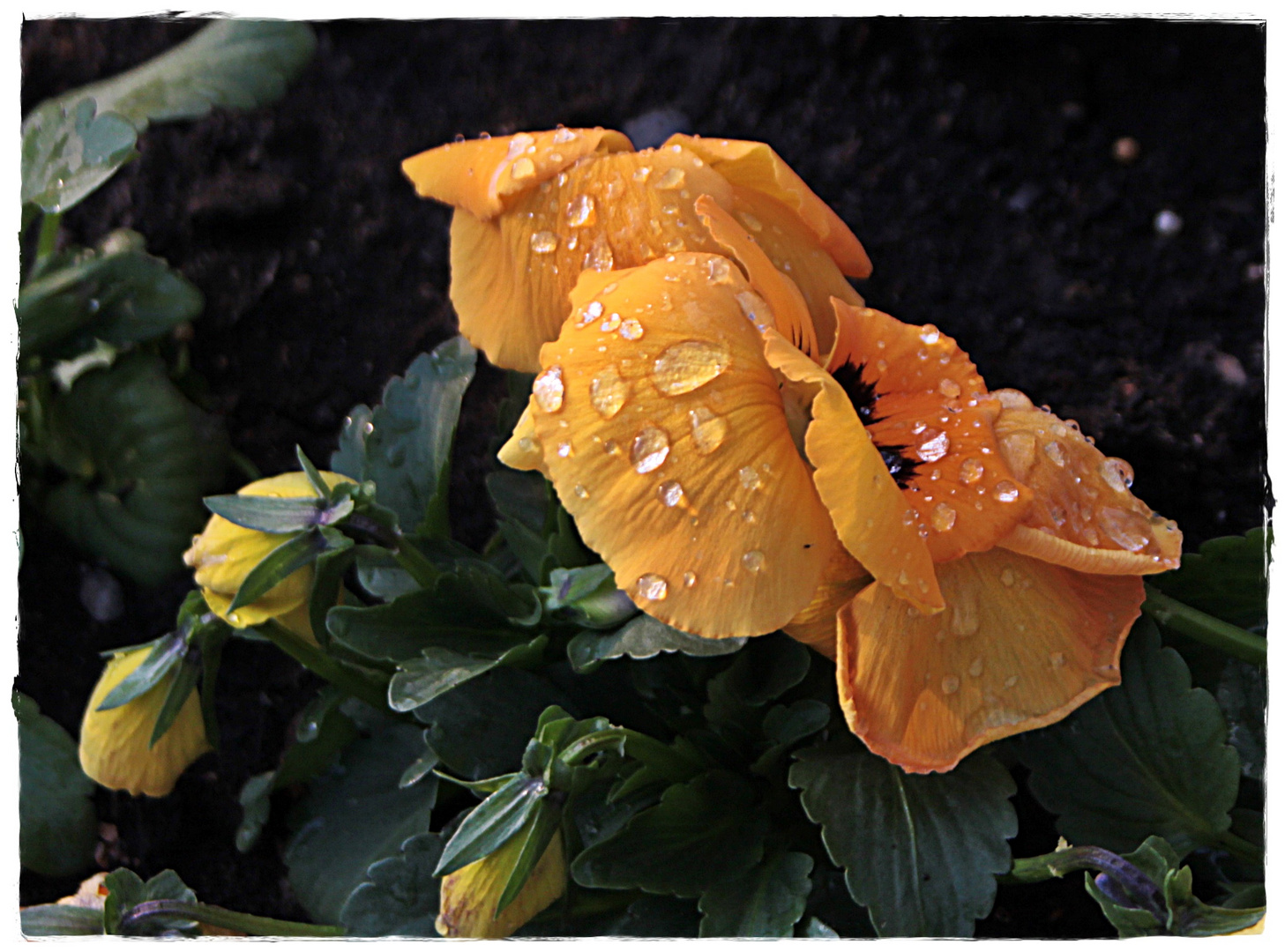 Das regennasse Stiefmütterchen