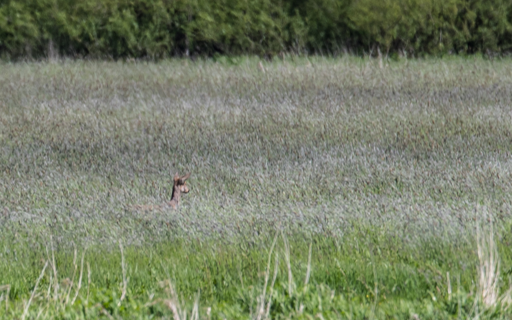 Das Reh als Suchbild.