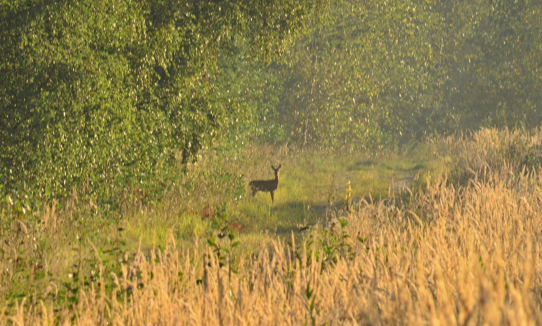 Das Reh am Waldesrand