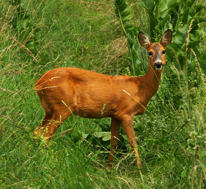 Das Reh auf der Wiese