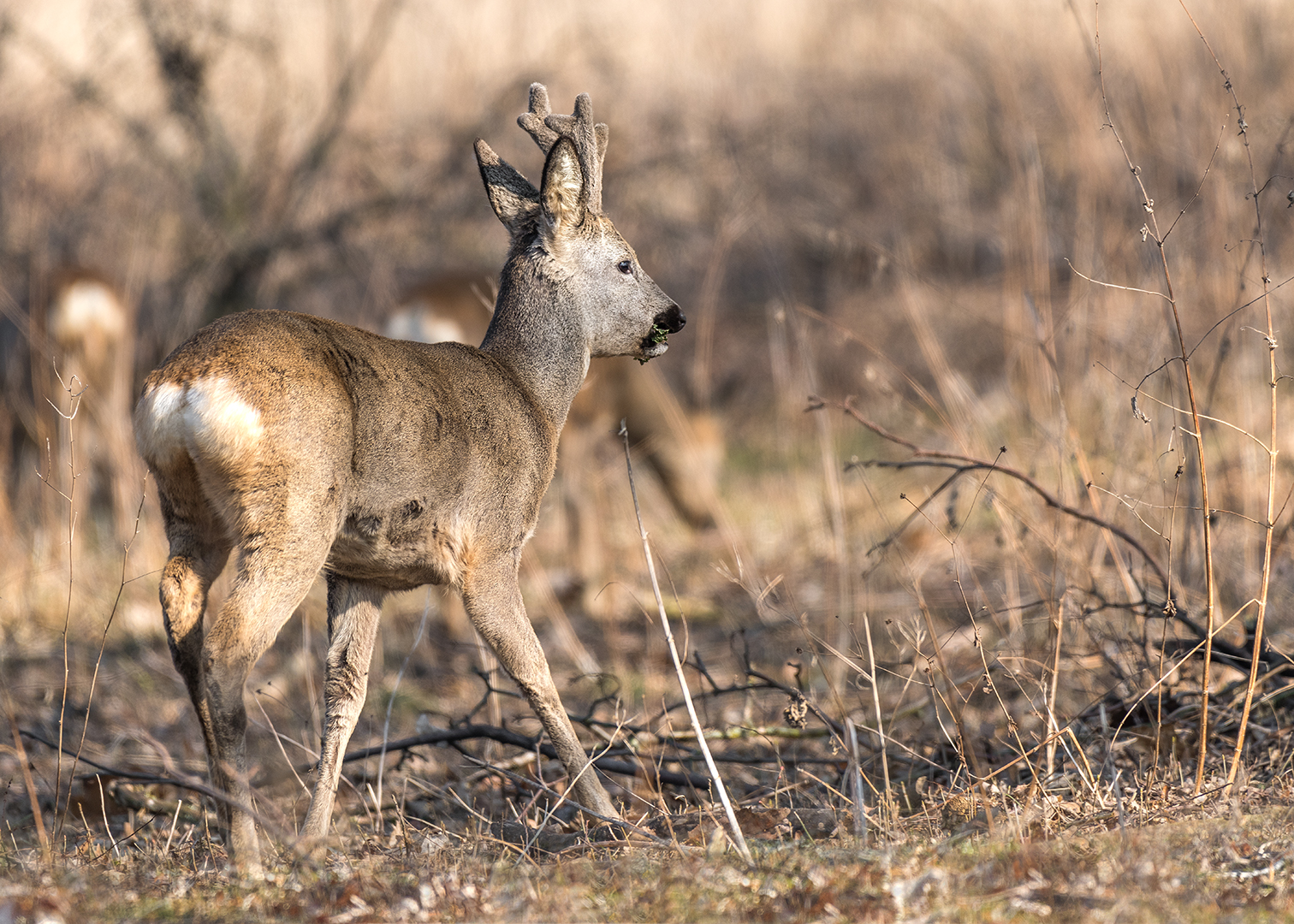 Das Reh (Capreolus capreolus)