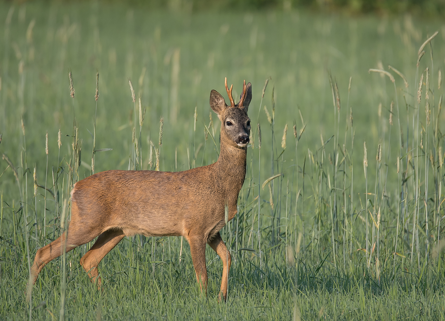 Das Reh (Capreolus capreolus)