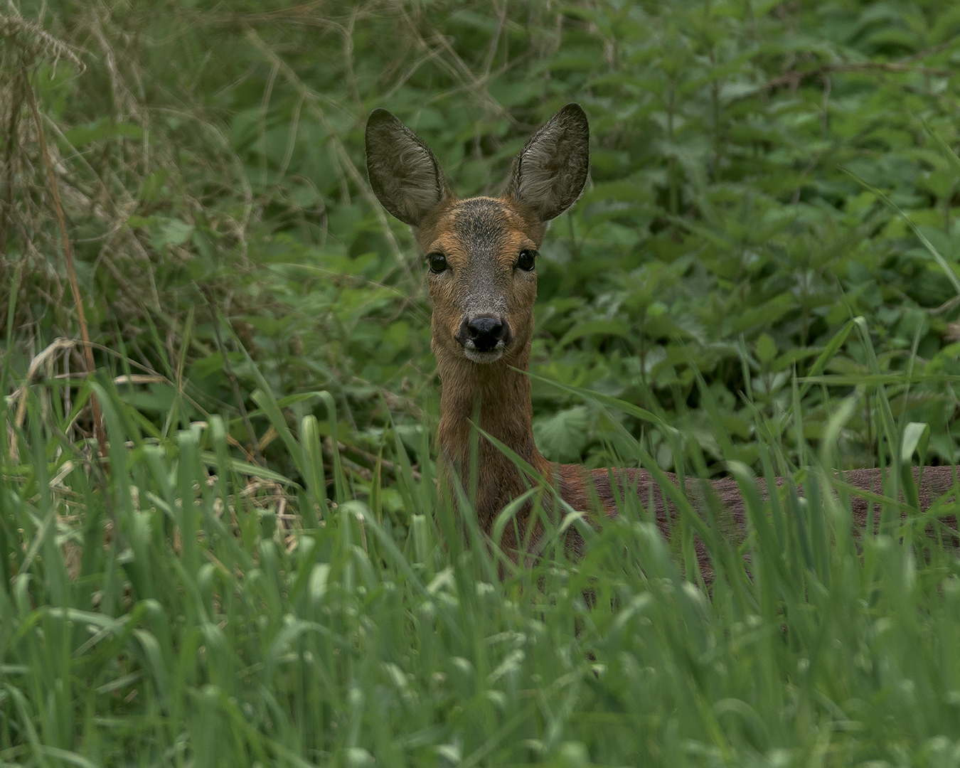 Das Reh (Capreolus capreolus)