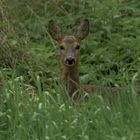 Das Reh (Capreolus capreolus)