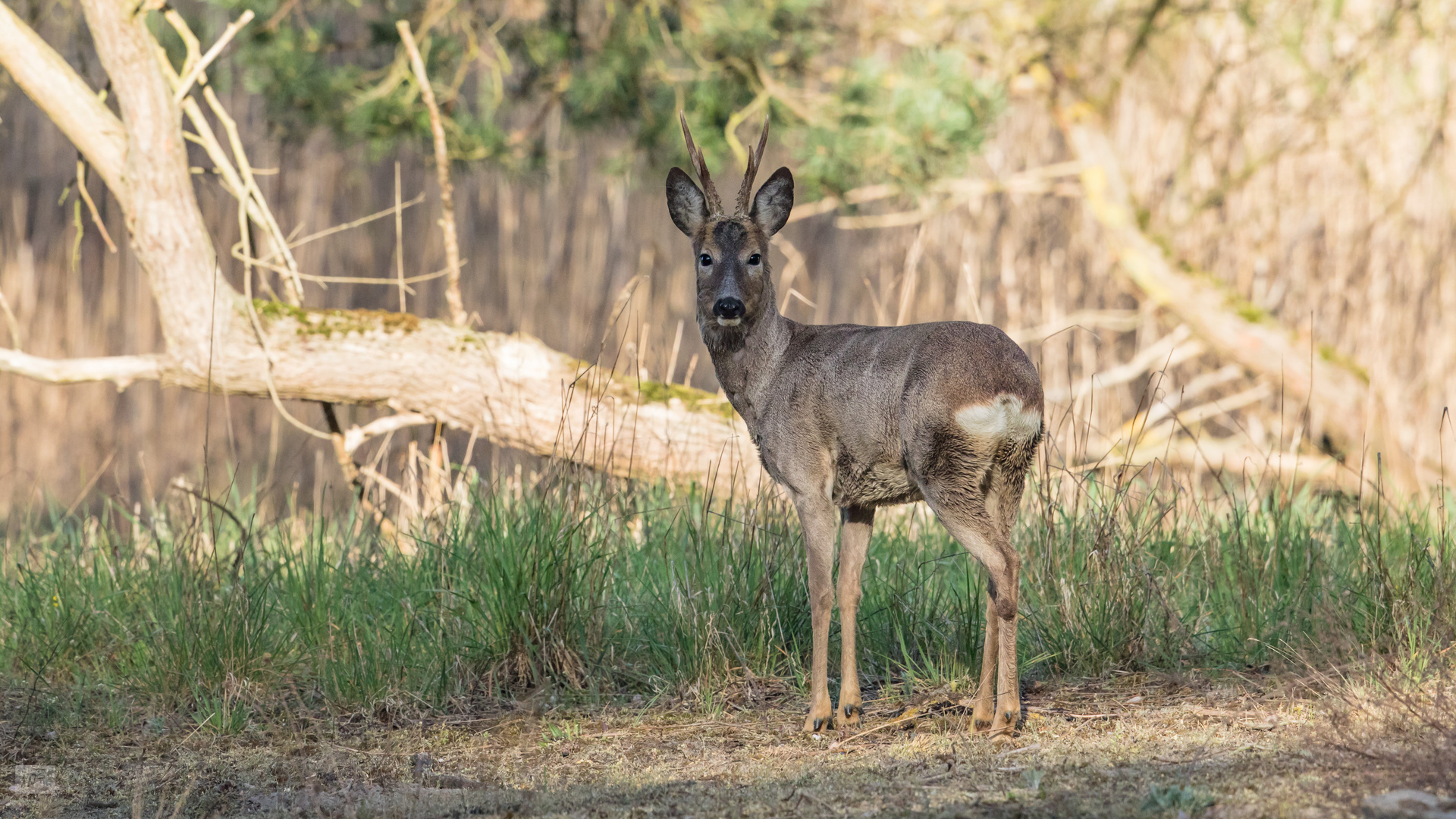 Das Reh (Capreolus capreolus) Bock