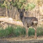 Das Reh (Capreolus capreolus) Bock